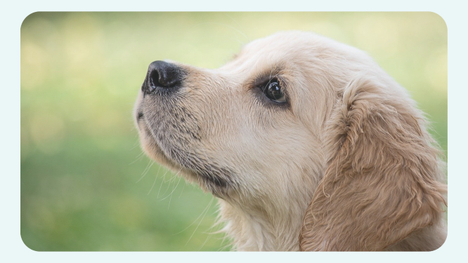 犬の豆知識